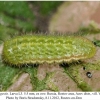 aricia agestis larva3b